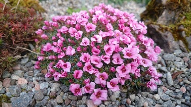 Saxifraga 'Your Friend' - 8cm pot 